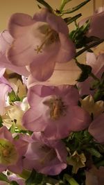 Close-up of pink flowers