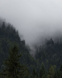 Trees in forest against sky