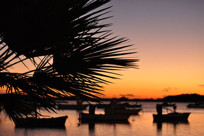 Silhouette palm tree by sea against sky during sunset