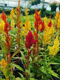 Close-up of flowers blooming outdoors