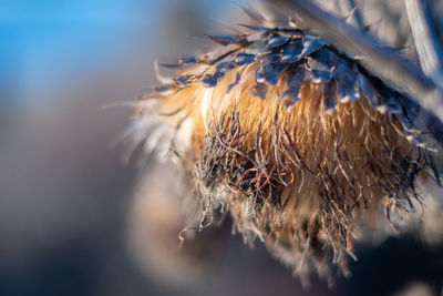 Close-up of dried plant