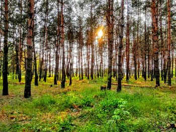 Trees in forest