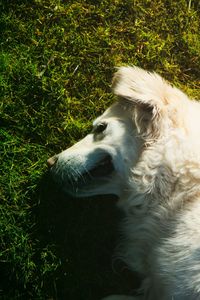 Close-up of horse in grass