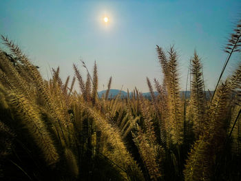 High angle view of stalks in field against sky