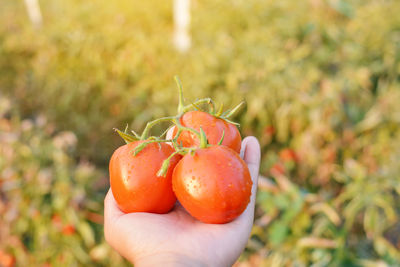 Cropped hand of person holding wet red tomatoes at farm