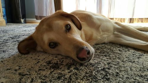 Dog resting on tiled floor