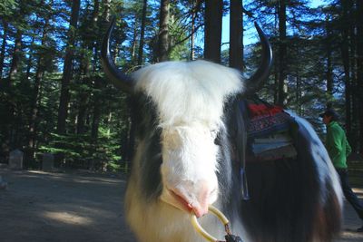 Portrait of a horse in the forest