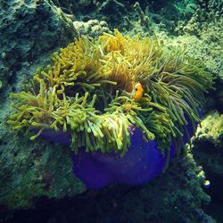 View of coral in sea