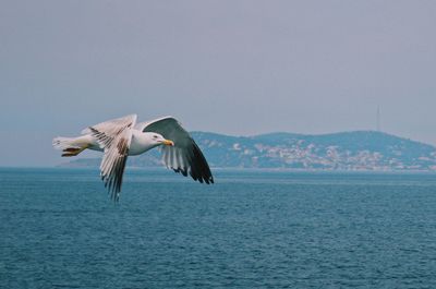 Seagulls flying over sea against clear sky