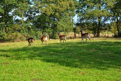 Horses grazing in a field