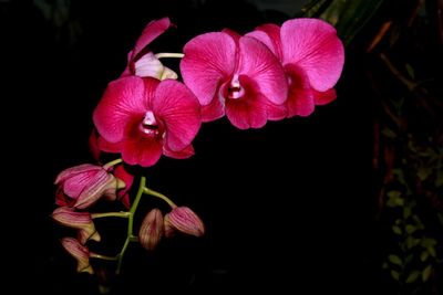 Close-up of pink orchids against black background