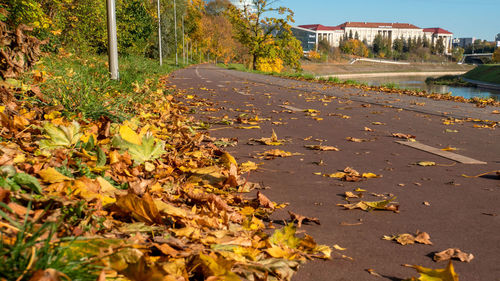 Fallen leaves on road amidst trees during autumn