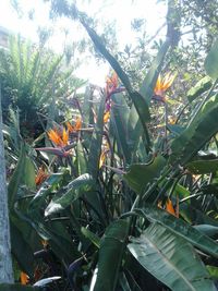 Close-up of cactus plants