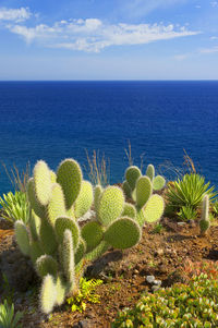 Cactus plants against calm blue sea