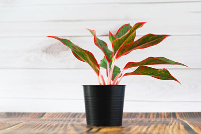 Close-up of potted plant on table