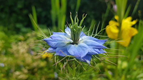 Close-up of blue flowering plant