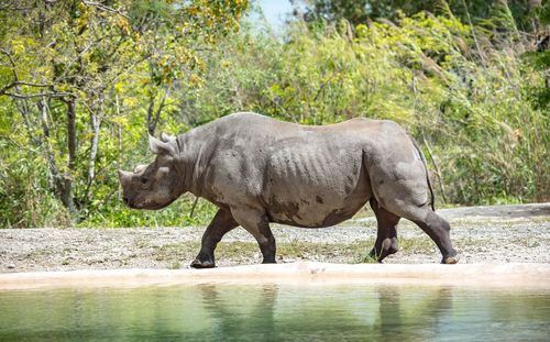 Side view of rhinoceros