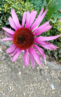 Close-up of pink flower