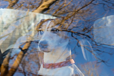 Portrait of sad dog in car window