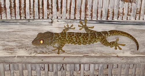 Close-up of dead fish on wood