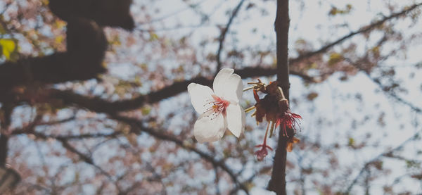 Close-up of white cherry blossom tree