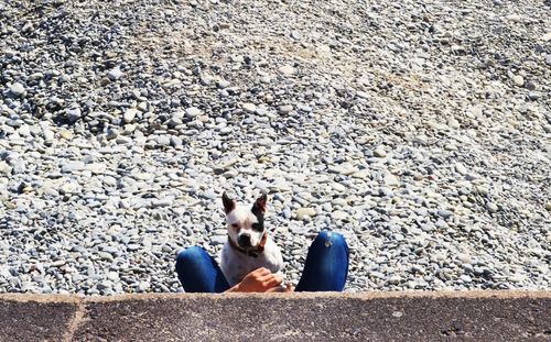 Person sitting with pet dog at beach