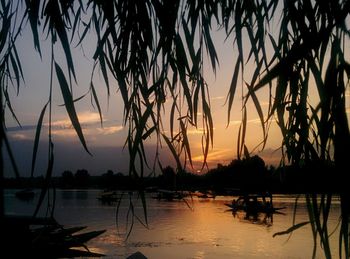 Silhouette trees by lake against sky during sunset