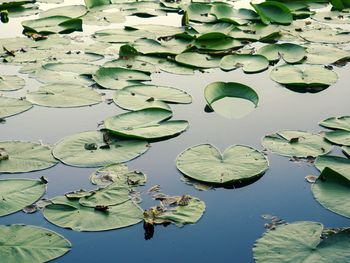 Water lily in lake