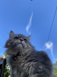 Low angle view of cat against sky