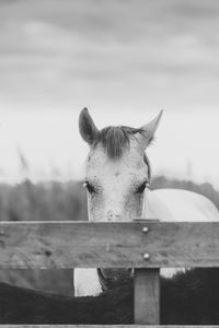 Close-up of horse standing against fence