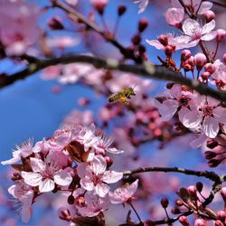 Close-up of pink plum blossoms in spring