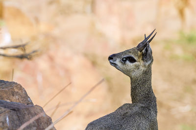 Close-up of lizard on rock