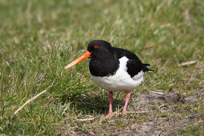 Close-up of a bird on field