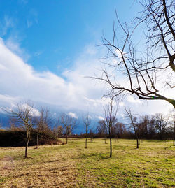Bare trees on field against sky