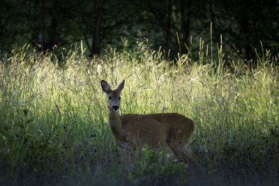 A deer on a lovely summer morning in southern sweden.