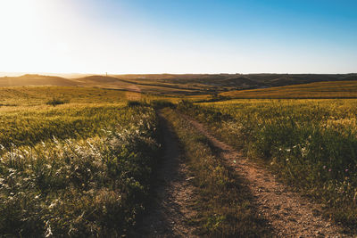 Scenic view of field against sky