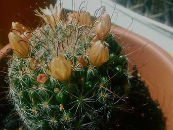 Close-up of plant against blurred background