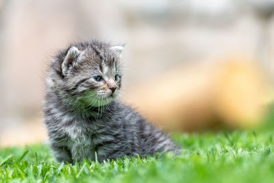 Close-up of a cat on field