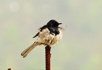 Close-up of bird perching against sky