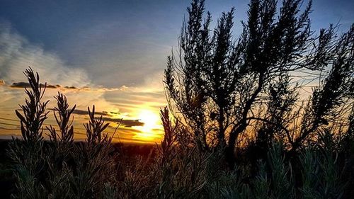 Scenic view of landscape at sunset