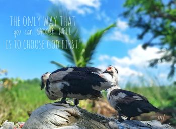 View of birds on land