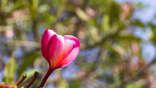 Close-up of pink flowers