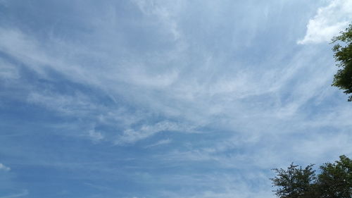 Low angle view of trees against sky