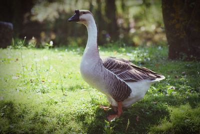 Close-up of bird on field