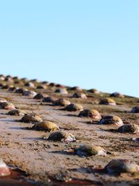 Surface level of pebbles on rocks