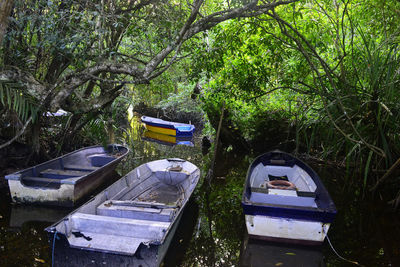 Boats moored in forest