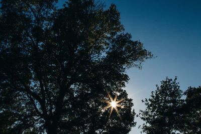 Low angle view of trees against sky at night