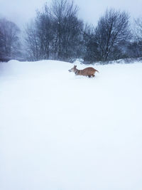 Dog on snow field against sky