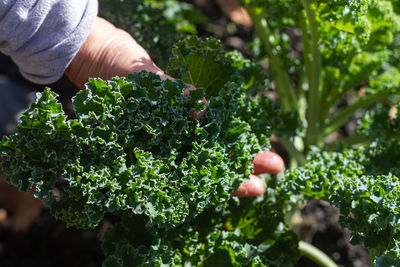 Unrecognizable farmer collecting green kale in garden on sunny day in harvest season