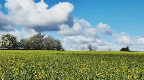 Scenic view of field against cloudy sky